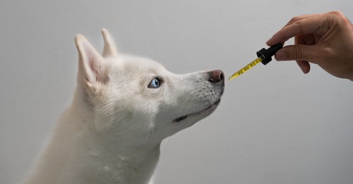 Can I Give My Dog CBD Oil and Glucosamine?