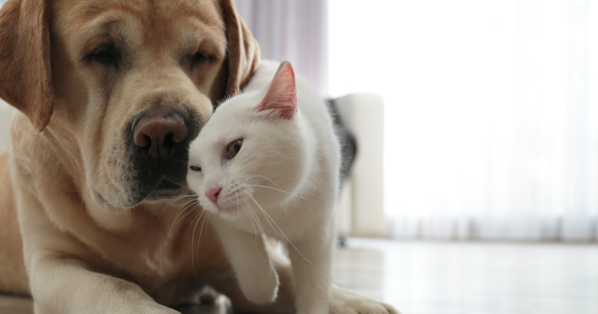 Post-Pandemic Separation Stress: How To Help Your Dog Or Cat Adjust